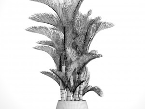 cyrtostachys renda 3D Model