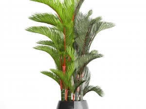cyrtostachys renda 3D Model