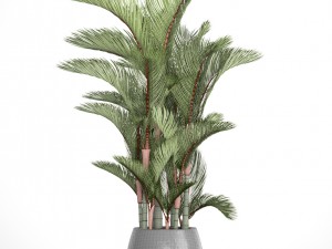 cyrtostachys renda 3D Model