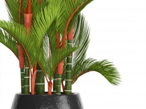 cyrtostachys renda 3D Model