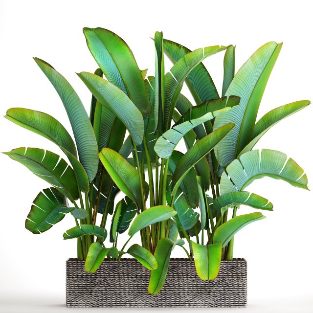 ravenala palm Modello 3D .c4d .max .obj .3ds .fbx .stl .blend 