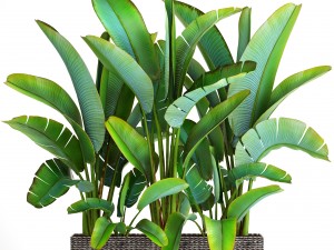 ravenala palm 3D मॉडल