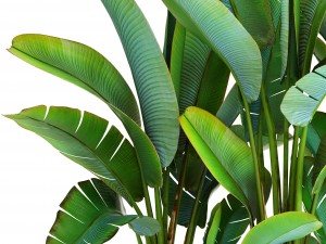 ravenala palm Modello 3D