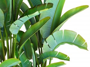 ravenala palm Modello 3D
