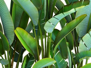 ravenala palm Modello 3D