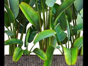 ravenala palm Modello 3D