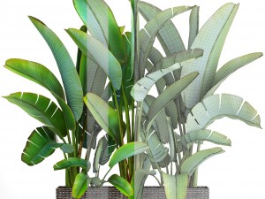 ravenala palm Modello 3D