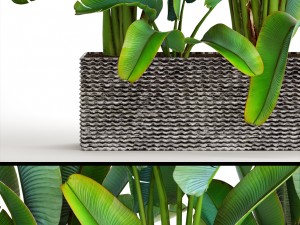 ravenala palm Modello 3D