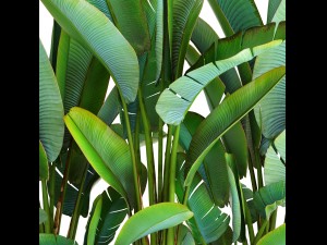 ravenala palm Modello 3D