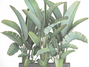 ravenala palm Modello 3D