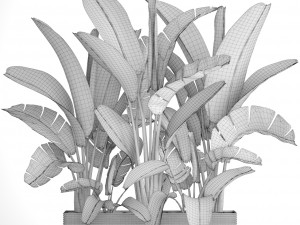 ravenala palm Modello 3D