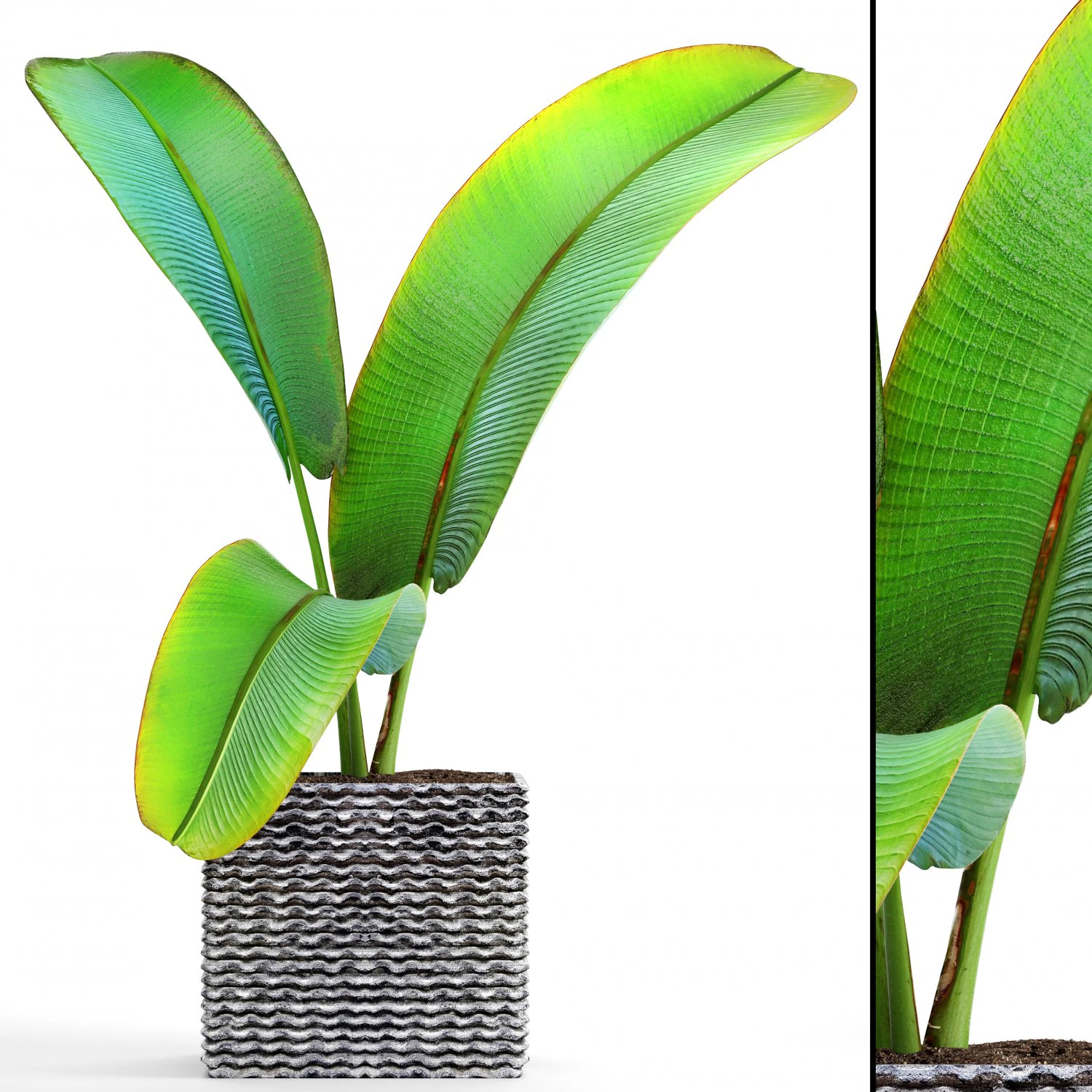 ravenala palm 3D Model .c4d .max .obj .3ds .fbx .stl .blend 