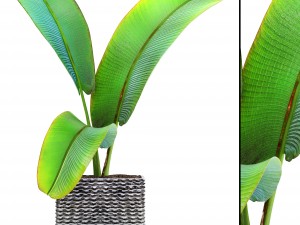 ravenala palm 3D मॉडल