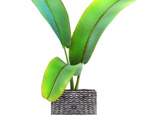 ravenala palm Modelo 3D