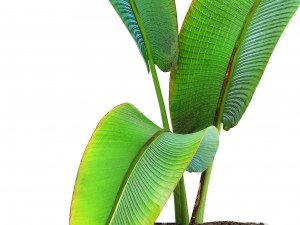 ravenala palm Modelo 3D