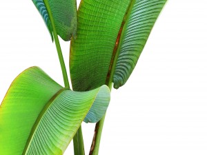 ravenala palm Modelo 3D