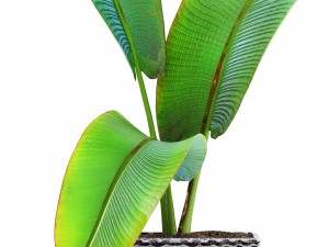 ravenala palm Modelo 3D