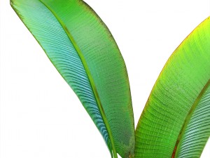 ravenala palm Modelo 3D