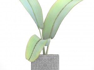 ravenala palm Modelo 3D