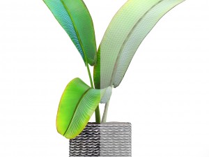 ravenala palm Modelo 3D