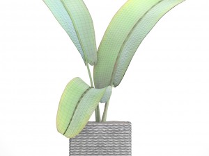 ravenala palm Modelo 3D
