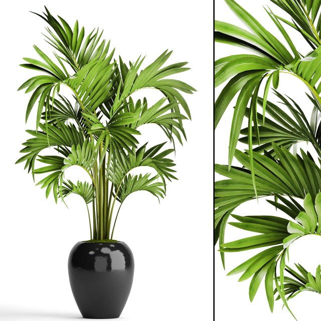 howea forsteriana palm 3D Модель .c4d .max .obj .3ds .fbx .stl .blend 