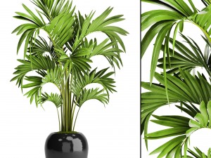 howea forsteriana palm 3D 模型