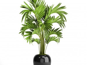 howea forsteriana palm 3D Модель