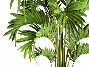 howea forsteriana palm 3D Модель
