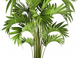 howea forsteriana palm 3D Модель