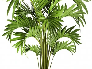 howea forsteriana palm 3D Model