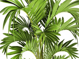 howea forsteriana palm 3D Модель