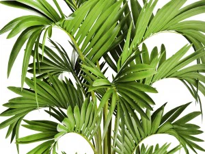 howea forsteriana palm 3D Model
