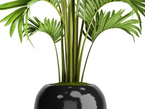 howea forsteriana palm 3D Модель