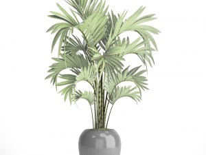 howea forsteriana palm 3D Модель