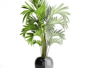 howea forsteriana palm 3D Model