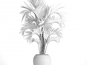 howea forsteriana palm 3D Модель