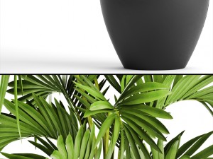 howea forsteriana palm 3D Модель