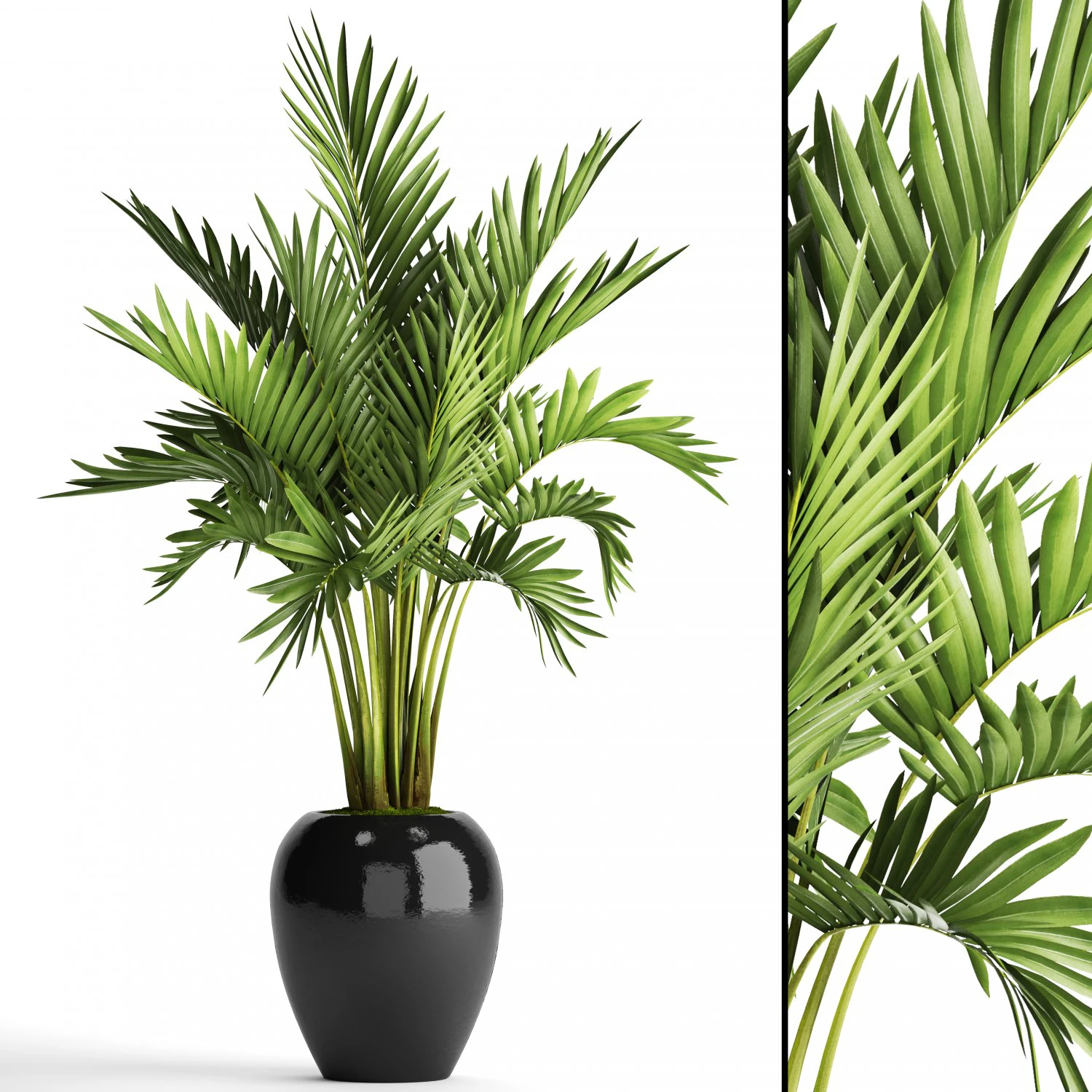 howea forsteriana palm 3D Model .c4d .max .obj .3ds .fbx .stl .blend