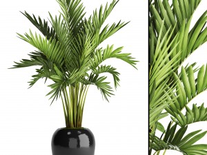 howea forsteriana palm 3D मॉडल