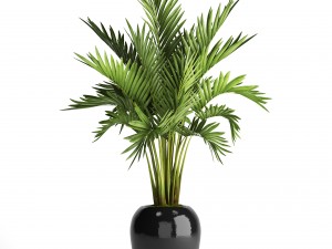 howea forsteriana palm Model 3D
