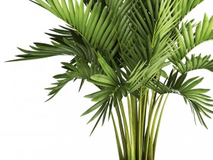 howea forsteriana palm Model 3D