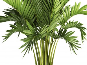 howea forsteriana palm Model 3D