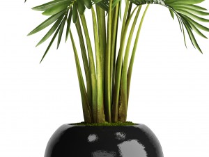 howea forsteriana palm Model 3D