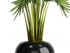 howea forsteriana palm 3D Model
