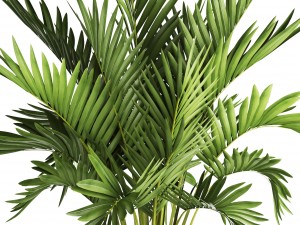 howea forsteriana palm Model 3D