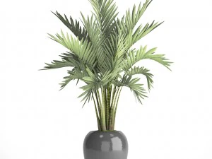 howea forsteriana palm 3D Model