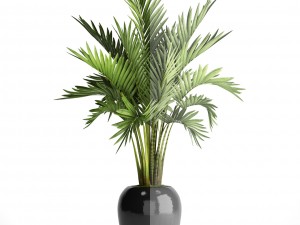 howea forsteriana palm Model 3D