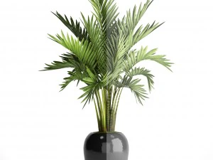 howea forsteriana palm 3D Model