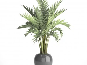 howea forsteriana palm 3D Model